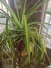 Spider Plant Cuttings – 3 Live Chlorophytum comosum Pups, Unpotted Houseplant Starters for Planting