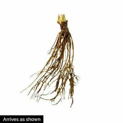 Ozark Beauty Strawberry Plants (10 Bare Root) – Everbearing Variety – Sweet & Juicy Berries – Hardy, Productive Garden Fruit