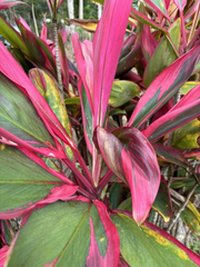 Hawaiian Ti Plant Cuttings for Planting – 25 Hybrid Green Pink Red Starter Logs, 6 Inch Cordyline Stems