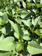 Sweet Potato Slips – 15 Live Rooted Ipomoea Batatas Cuttings Ready for Garden Planting