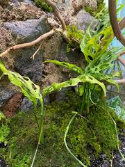 Monstera Obliqua Peru Unrooted Runner Node Cuttings Set of 3 for Propagation Houseplant