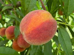 Elberta Peach Tree Cuttings – 10 Fresh Unrooted Cuttings 6–8 Inches, Prunus Persica, Fruit Tree Propagation