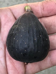 Violette de Bordeaux Fig Cutting – VDB Hardwood Stem with 3+ Nodes, Over 8 Inches, Fresh for Rooting