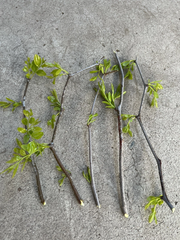 Lang Jujube Tree Cuttings – 5 Fresh Unrooted Cuttings, Chinese Red Date, Ziziphus Jujuba Propagation