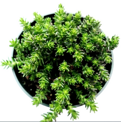 Sedum Sexangulare Succulent Live Plant – 4 Inch Potted Stonecrop Starter