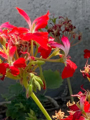 Fireworks Red Geranium Cuttings – 3 Live Unrooted Pelargonium Cuttings, 6 Inch Flowering Plant for Propagation