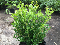 Japanese Boxwood Cuttings – Set of 12 Unrooted Cuttings, Buxus microphylla Hedge Shrub for Garden Propagation