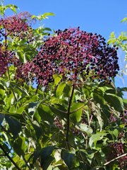 Elderberry Dormant Cuttings for Planting – 12 Fresh Stems, York Adams Nova Varieties