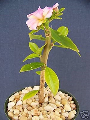 Pereskia grandifolia Live Cactus Plant, Succulent Caudex Bonsai Style in 4 Inch Pot for Planting
