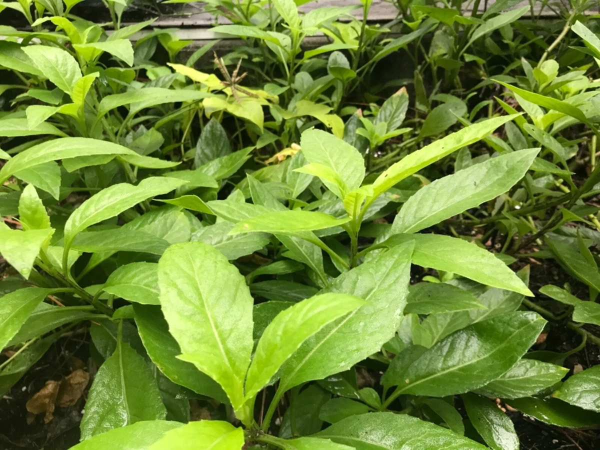 Gynura procumbens Cuttings – 11 Fresh 6" Edible Green Vegetable Starter Stems for Growing Perennial Garden Plants