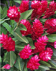 Hawaiian Red Ginger Plant Starter – Alpinia Purpurata Small Rooted Tropical Ornamental