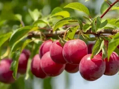 Plum Tree Cuttings for Planting – 3 Fresh Unrooted Prunus Stems for Rooting or Grafting