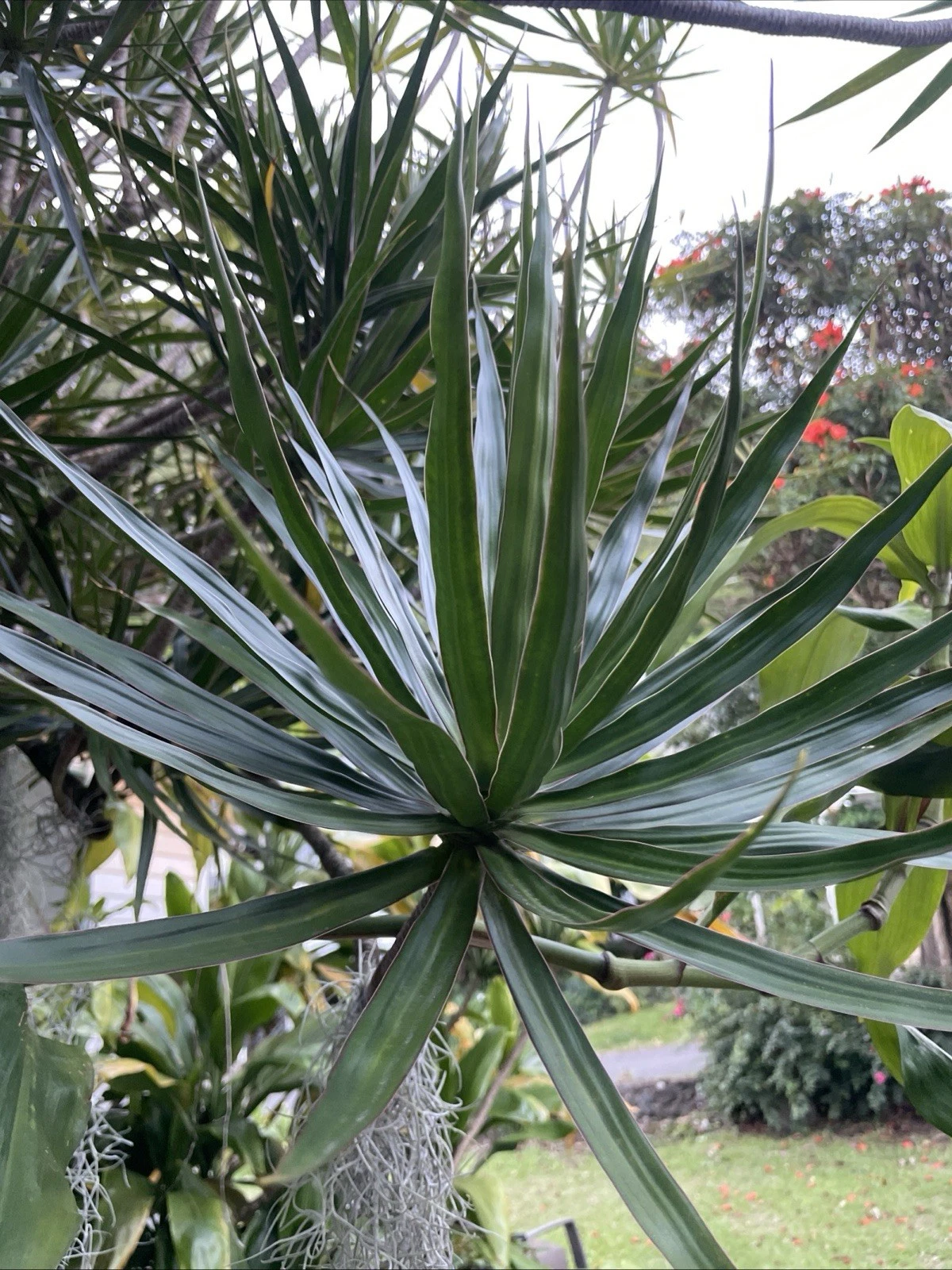 Dracaena marginata Cuttings – 3 Hawaii-Grown Madagascar Dragon Tree Stems for Rooting