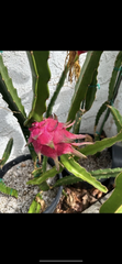 Taiwan Ruan Zhi Da Hong Dragon Fruit Cutting – 10–15 Inch Unrooted Pitaya Stem for Planting