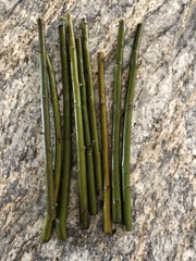 Austree Hybrid Willow Cuttings – 60 Live Willow Cuttings for Planting, Salix Hybrid Tree Variety