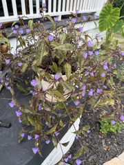 Tinantia Pringlei Plant Cuttings – 5 Spotted Tradescantia Wandering Dude Cuttings, Purple Green Foliage, Ready to Plant