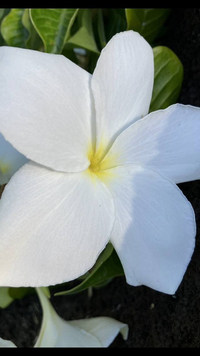 Plumeria pudica Hawaiian Fiddle – 5 Fresh Unrooted Cuttings for Tropical Frangipani Planting