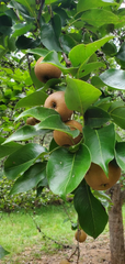 Asian Round Pear Tree Cuttings – 10 Unrooted Fruit Tree Cuttings, Pyrus pyrifolia, For Rooting Grafting Propagation