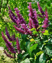 Purple Firespike Cuttings – 25 Fresh Odontonema Cuspidatum Cuttings – Butterfly and Hummingbird Garden Plant