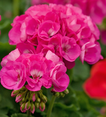 Double Pink Geranium Cuttings for Planting – 4 Fresh Pelargonium Unrooted Stems, Large 5 Inch Blooms