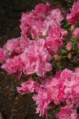 Hallie Azalea Rhododendron Starter Plant – Deciduous Shrub with Orchid Pink Triple Blooms