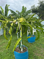 La Verne Red Dragon Fruit Cutting – 12"+ Live Hylocereus Stem from Florida Variety, Fast-Growing Pitahaya for Warm Gardens