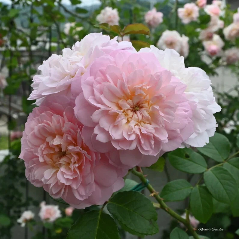 Ausmajesty English Rose Cuttings – 3 Unrooted 5–8" Stems, Live Shrub Rose for Garden Propagation & Flowering Bushes