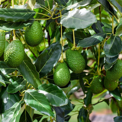 Bacon Avocado Tree Cuttings Fresh Scions for Grafting, Persea americana Bacon Variety, 2 PCS