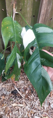 Epipremnum Pinnatum Marble Variegated – Live Cutting, Variegated Aroid Vine for Indoor Growing & Houseplant Collections