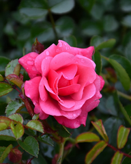 Flower Carpet Pink Rose Cuttings for Planting – 3 Unrooted Stems for Rooting or Grafting