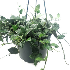 Hoya Krohniana Eskimo Live House Plant – Silver Variegated Vine, 6 Inch Potted Indoor Plant