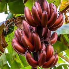 Bordelon Musa Banana Tree Starter Plant – Small Rooted Tropical Banana Plant for Garden or Container Growing