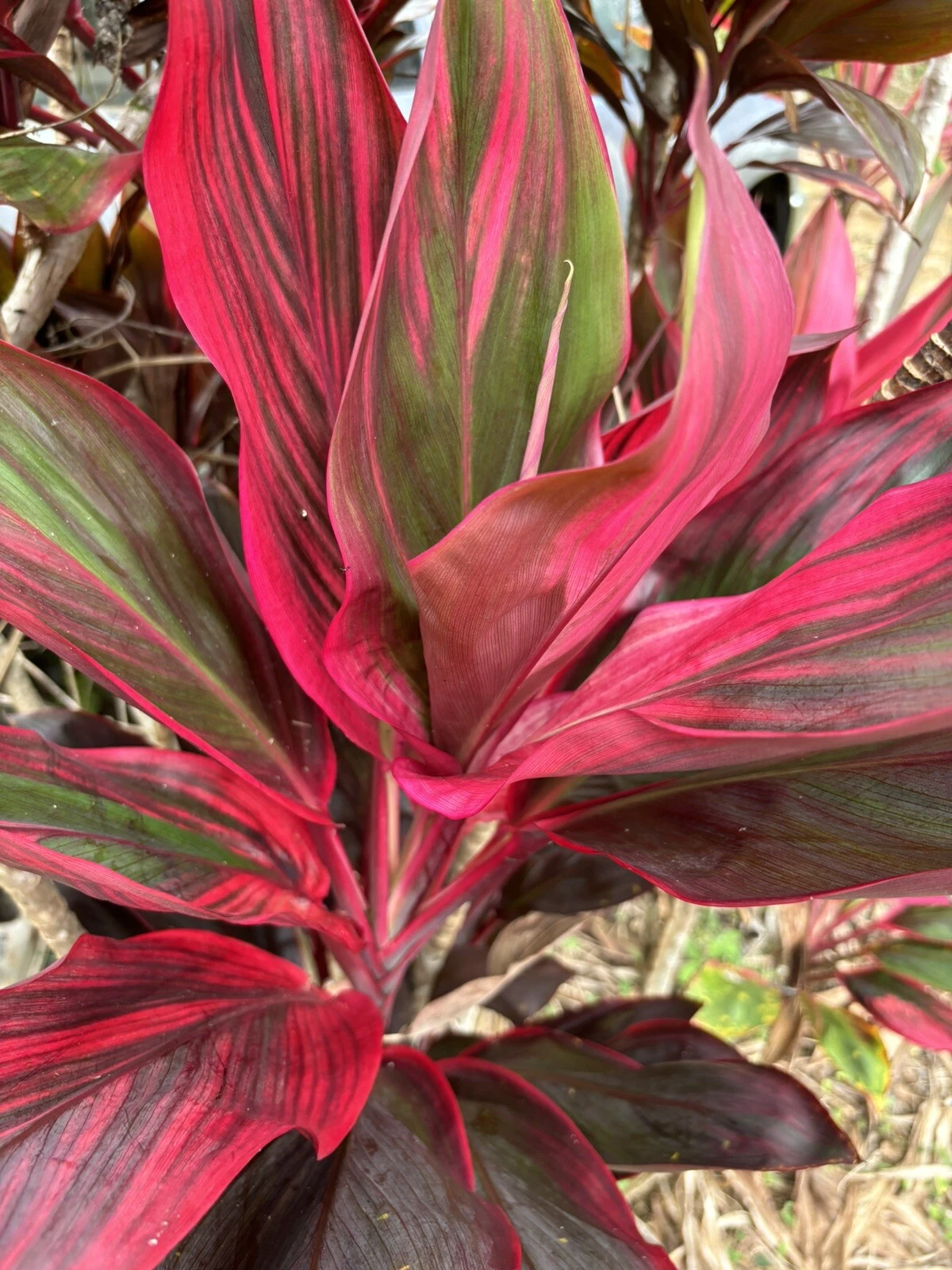 Hawaiian Ti Plant Cuttings for Planting – 25 Hybrid Green Pink Red Starter Logs, 6 Inch Cordyline Stems