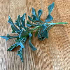Senecio Kleiniformis Succulent Cuttings – Set of 3 Spear Plant Cuttings, 5+ Inch Live Succulent for Planting