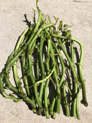 White Sweet Potato Slips – 20 Cutting Vines Ready to Plant – Ipomoea Batatas Starter Plants
