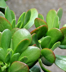 Green Jade Plant Cuttings for Planting – 3 Unrooted Crassula Ovata Succulent Stems, 4 Inch Live Cuttings