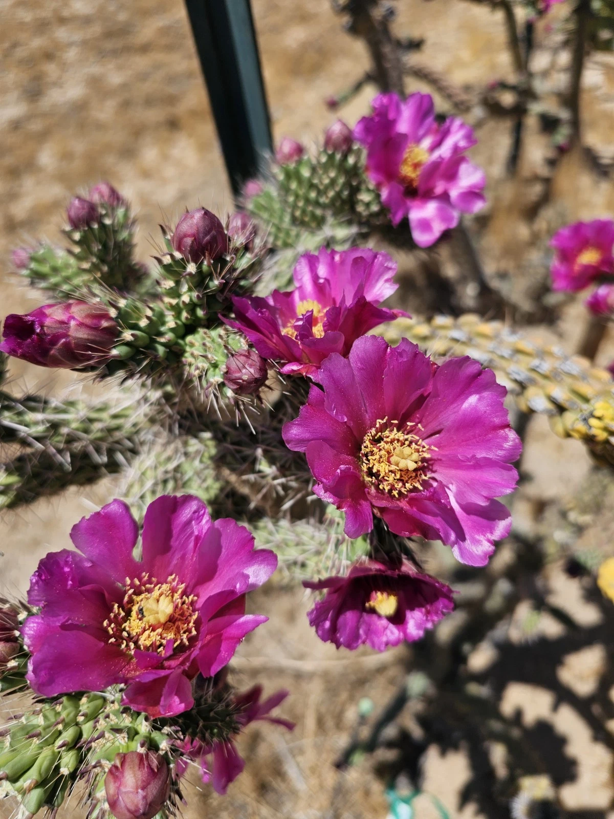 Cylindropuntia Imbricata Tree Cholla – 12 Cuttings 4–6 Inch – Hardy Cactus Starter Cuttings for Planting