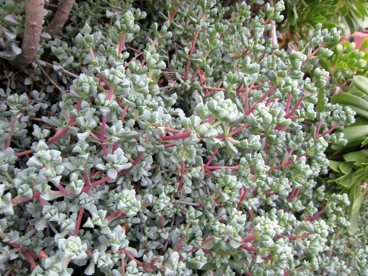 Lampranthus deltoides Ice Plant Cuttings for Planting – 8 Unrooted Vygie Violet Succulent Cuttings