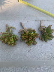 Crassula Ovata ‘Gollum’ Cuttings – 3 Live Jade Succulent Cuttings, Ogre’s Ear / Hobbit Jade for Planting