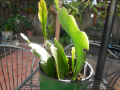 Epiphyllum ‘Flying Silk’ Orchid Cactus – 4 Rooted Cuttings in Pot, Live Epiphytic Cactus Plant