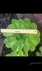 Aeonium Arboreum Rosette – 1 Large 6–12" Cutting, Giant Succulent Stem for Rooting, Exotic Cactus-Like Rose Plant for Indoor or Outdoor Display