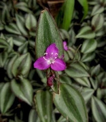 Tradescantia Zebrina Evanesce Live Potted Plants – 5 Wandering Jew Houseplants with Variegated Purple Green Foliage