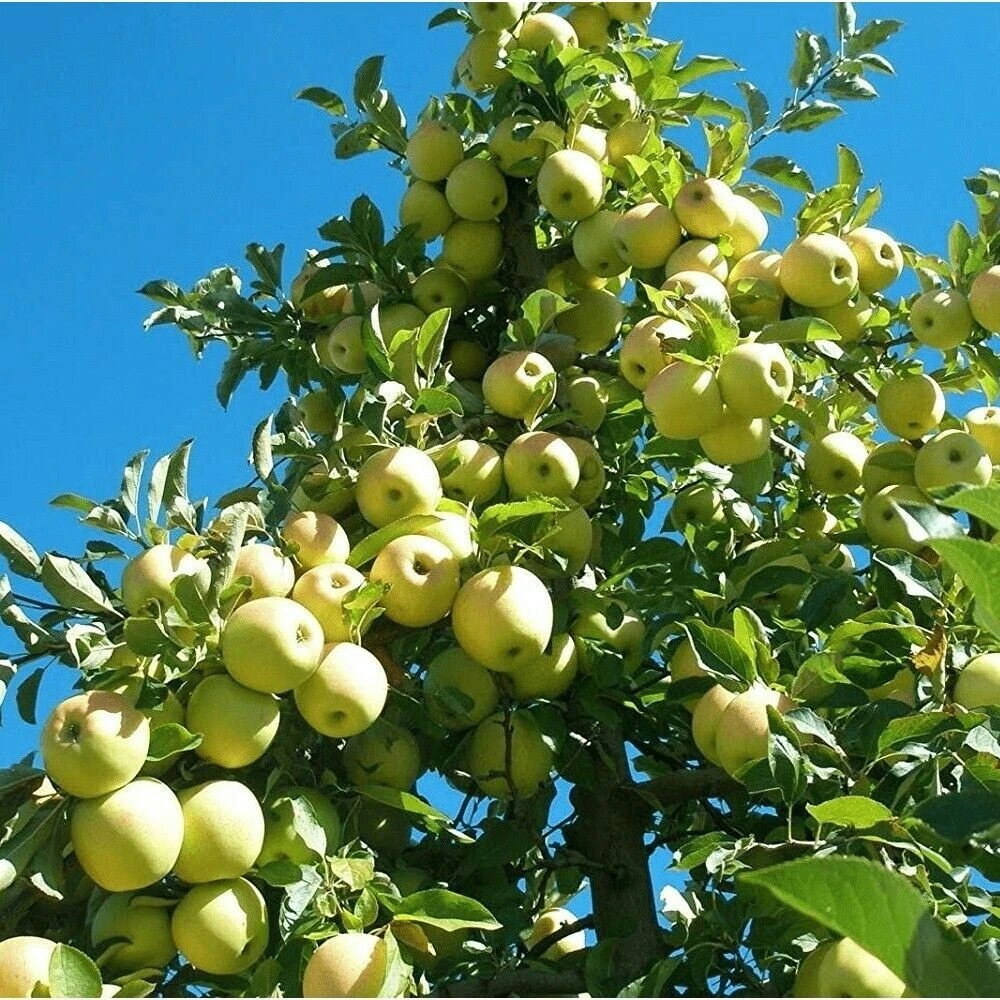 Golden Delicious Apple Scion Cuttings – 40 Unrooted Stems for Grafting or Rooting