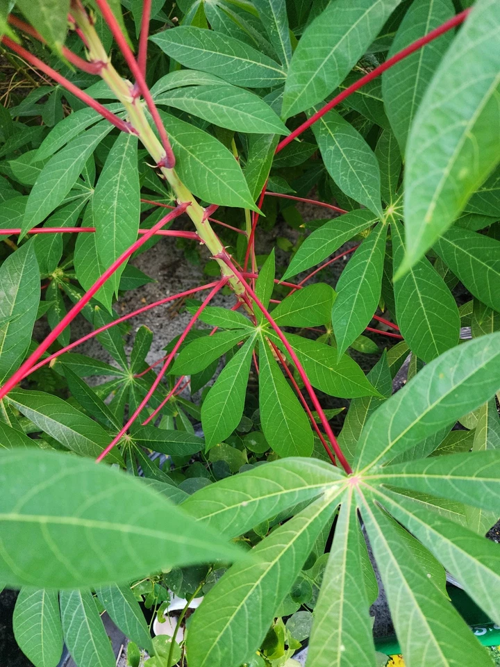 Red Cassava Cuttings – Manihot esculenta Yuca, 6 Fresh Unrooted Manioc Stems 8–12 Inches Long