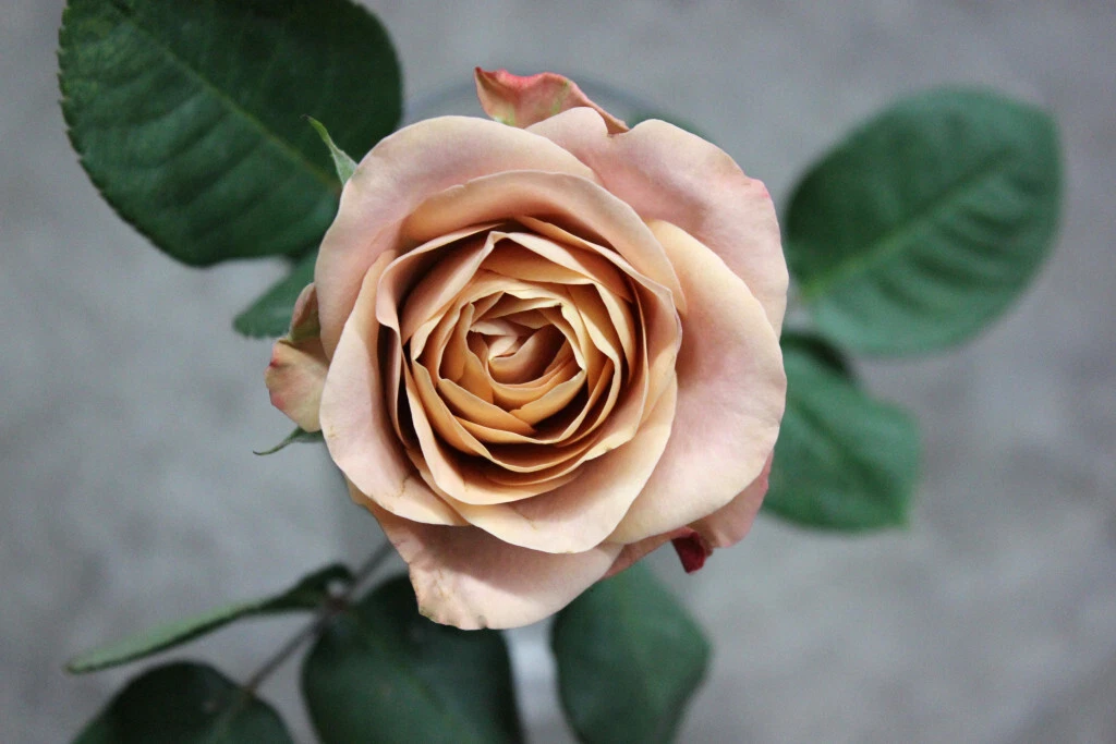 Cappuccino Rose Cuttings – 3 Unrooted Stems for Rooting or Grafting, Rare Brown-Blush Rose Variety