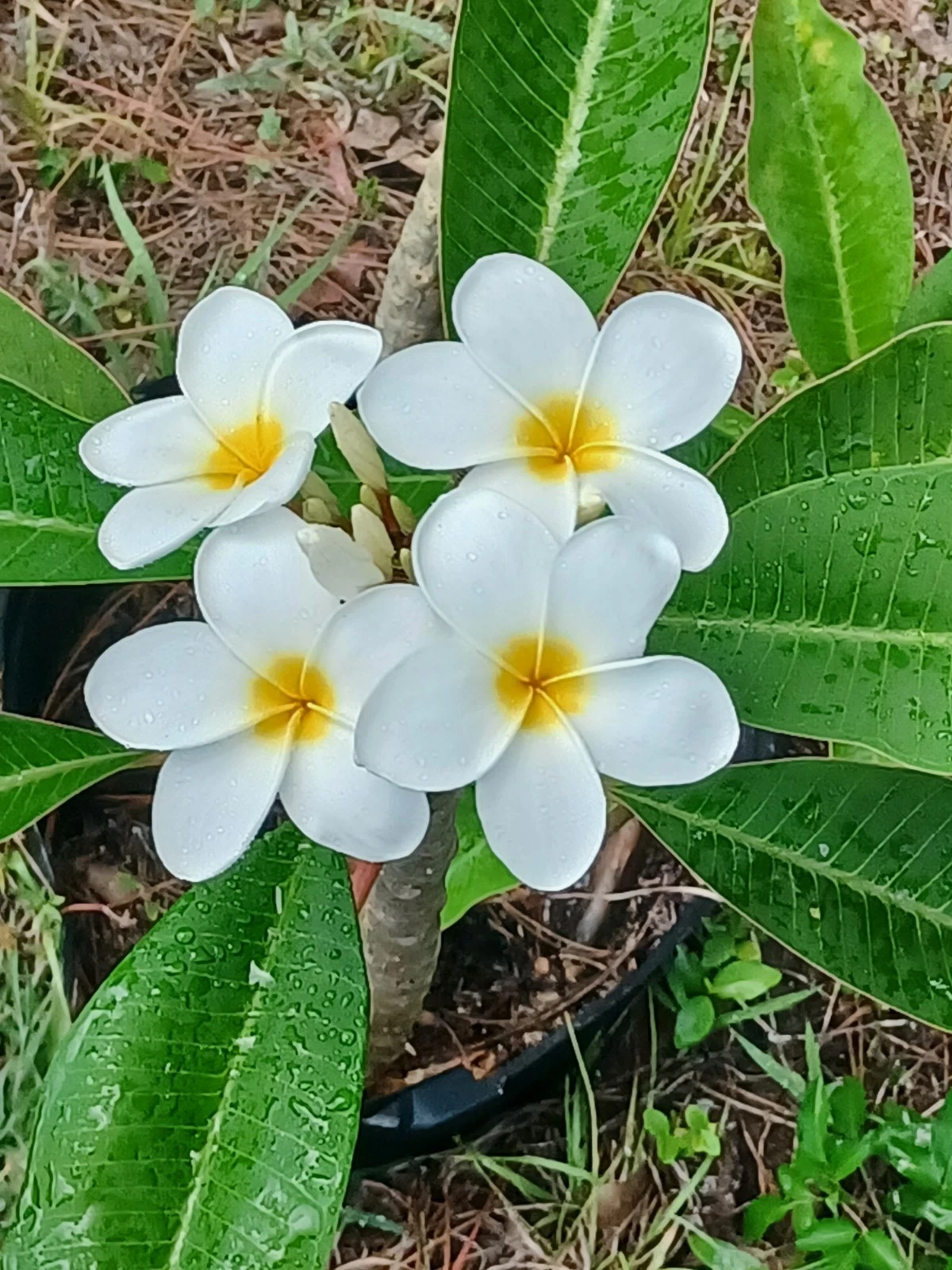 Plumeria Unrooted Cuttings – Live Frangipani Cuttings, Flower Color as Shown, Tropical Tree Plant Material