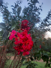 Dynamite Red Crepe Myrtle Cuttings – 10 Unrooted Lagerstroemia indica Stems for Planting, Free Shipping