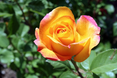 Gold Medal Rose Cuttings – 3 Unrooted Pieces – Hybrid Tea Rose for Rooting or Grafting