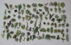 100 Succulent Cuttings Mix – JIIMZ Collection with 25 Varieties, Fresh Assorted Live Cuttings for Propagation & Craft Projects