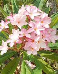 Pink Plumeria Cutting – 10" Fresh Hawaiian Frangipani Stem, Pastel Pink Blooms, Easy-Rooting Tropical Flowering Plant